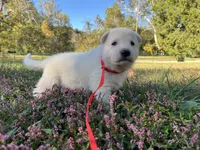 Yip, a male German Shepherd Dog for sale in Edwards, MO – 5 of 5