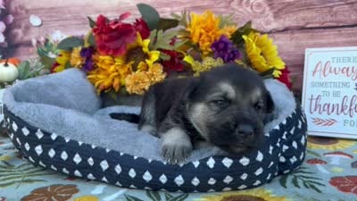 Agate, a female German Shepherd Dog for sale in Edwards, MO – 5 of 5