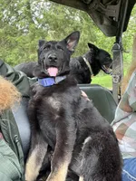 Gwendolyn , a female German Shepherd Dog for sale in Edwards, MO – 3 of 10