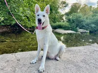 Sly, a female German Shepherd Dog for sale in Edwards, MO – 8 of 10