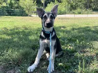 Rita, a female German Shepherd Dog for sale in Edwards, MO – 4 of 5