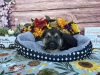 Agate, a female German Shepherd Dog for sale in Edwards, MO – 4 of 5