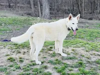 Meadow, a female German Shepherd Dog for sale in Edwards, MO – 5 of 8
