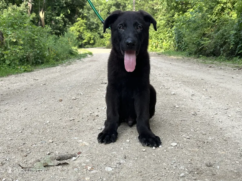 Ninja – German Shepherd Dog puppy for sale in Edwards, MO