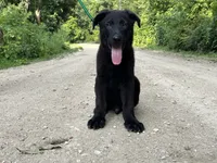 Ninja, a male German Shepherd Dog for sale in Edwards, MO – 1 of 7