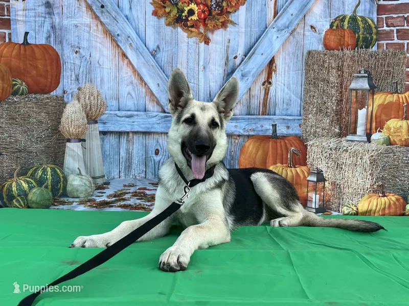 Daisy  – German Shepherd Dog puppy for sale in Edwards, MO