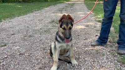 Ember, a female German Shepherd Dog for sale in Edwards, MO – 10 of 10