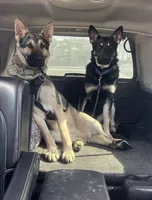 COMING SOON! Trained Deterrent Dog , a male German Shepherd Dog for sale in Edwards, MO – 6 of 10