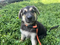Clover, a female German Shepherd Dog for sale in Edwards, MO – 1 of 6