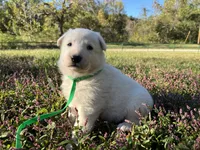 Sly, a female German Shepherd Dog for sale in Edwards, MO – 2 of 10