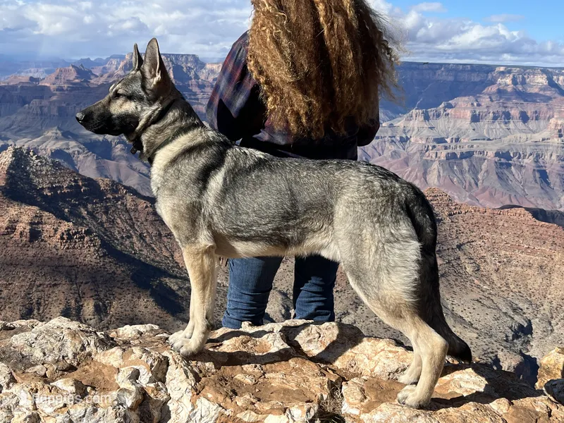 Meadow – German Shepherd Dog puppy for sale in Edwards, MO