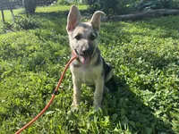 Daisy, a female German Shepherd Dog for sale in Edwards, MO – 7 of 10