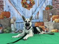 Daisy , a female German Shepherd Dog for sale in Edwards, MO – 2 of 6