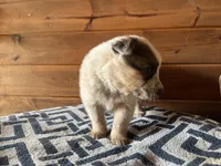 Jasper, a male Australian Cattle Dog for sale in Edwards, MO – Photo 7 of 9