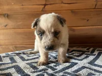 Jasper, a male Australian Cattle Dog for sale in Edwards, MO – Photo 2 of 9