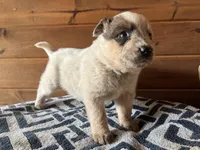 Jasper, a male Australian Cattle Dog for sale in Edwards, MO – Photo 5 of 9