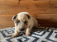 Jasper, a male Australian Cattle Dog for sale in Edwards, MO – Photo 4 of 9