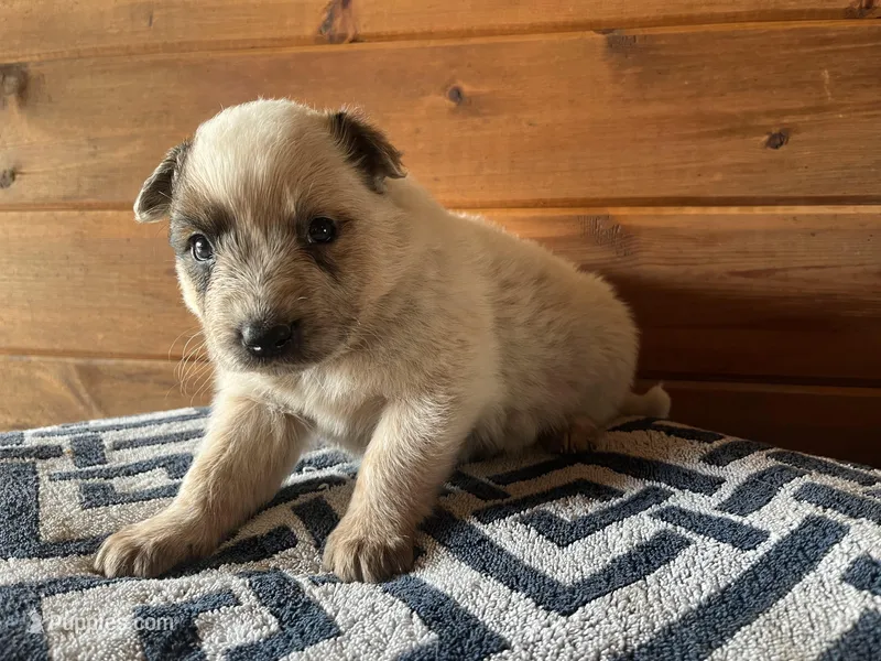 Jasper – Australian Cattle Dog puppy for sale in Edwards, MO