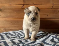 Jasper, a male Australian Cattle Dog for sale in Edwards, MO – Photo 3 of 9