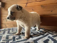 Jasper, a male Australian Cattle Dog for sale in Edwards, MO – Photo 6 of 9