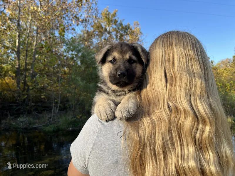 Amethyst  – German Shepherd Dog puppy for sale in Edwards, MO