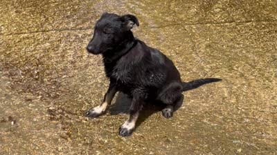 Gwendolyn , a female German Shepherd Dog for sale in Edwards, MO – 10 of 10