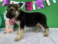 Meadow, a female German Shepherd Dog for sale in Edwards, MO – 4 of 10