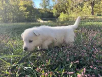 Snip, a male German Shepherd Dog for sale in Edwards, MO – 4 of 8