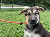 Ember, a female German Shepherd Dog for sale in Edwards, MO – 3 of 10