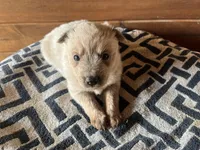 Darlin’, a female Australian Cattle Dog for sale in Edwards, MO – Photo 6 of 10