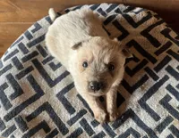 Darlin’, a female Australian Cattle Dog for sale in Edwards, MO – Photo 3 of 10