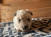 Darlin’, a female Australian Cattle Dog for sale in Edwards, MO – Photo 4 of 10