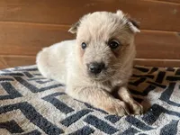 Darlin’, a female Australian Cattle Dog for sale in Edwards, MO – Photo 5 of 10