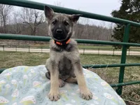 Lobo, a male German Shepherd Dog for sale in Edwards, MO – Photo 6 of 8