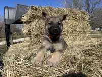 Lobo, a male German Shepherd Dog for sale in Edwards, MO – Photo 5 of 8