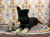 Kipper, a male German Shepherd Dog for sale in Edwards, MO – Photo 4 of 4