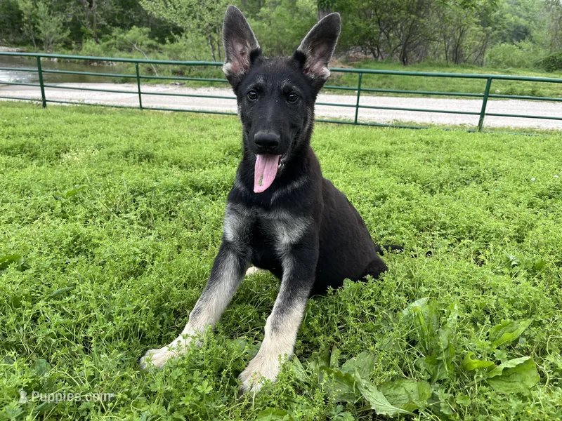 Kipper – German Shepherd Dog puppy for sale in Edwards, MO