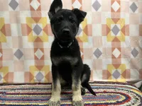 Kipper, a male German Shepherd Dog for sale in Edwards, MO – Photo 3 of 4