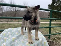 Lobo, a male German Shepherd Dog for sale in Edwards, MO – Photo 8 of 8