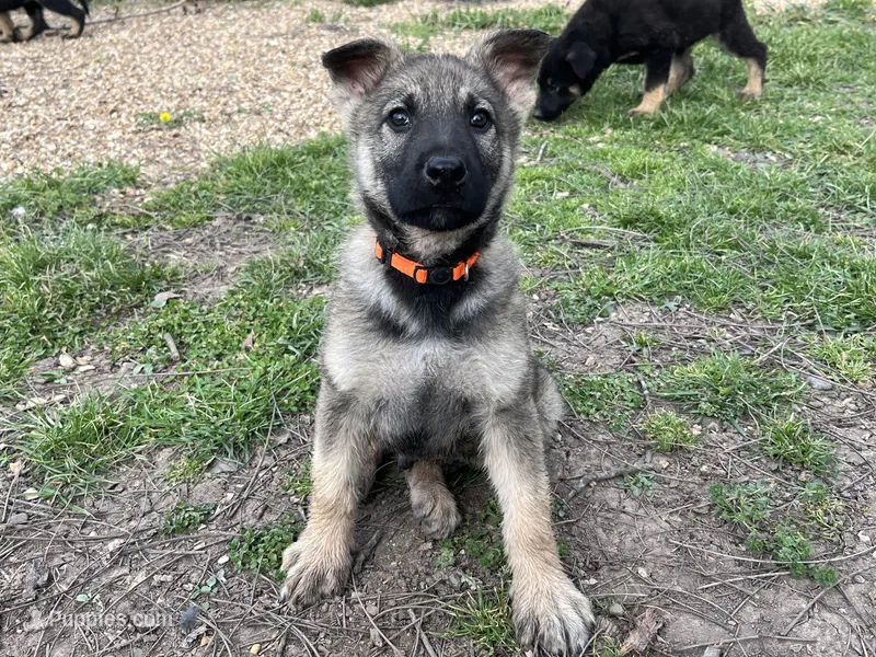 Lobo – German Shepherd Dog puppy for sale in Edwards, MO