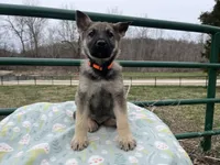 Lobo, a male German Shepherd Dog for sale in Edwards, MO – Photo 1 of 8