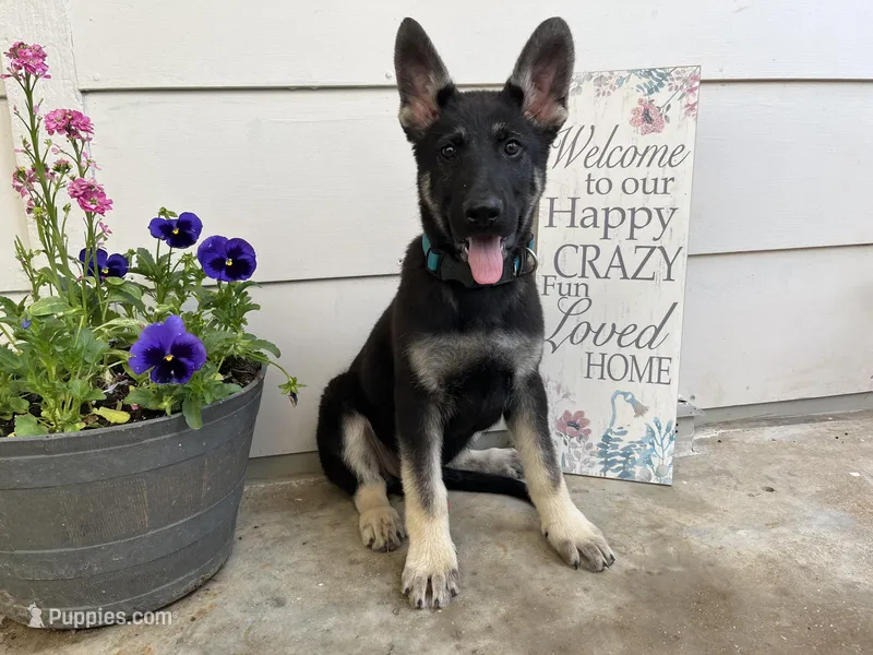 Kipper – German Shepherd Dog puppy for sale in Edwards, MO