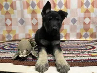 Kipper, a male German Shepherd Dog for sale in Edwards, MO – Photo 2 of 4