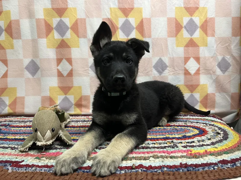 Kipper – German Shepherd Dog puppy for sale in Edwards, MO