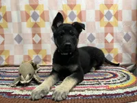 Kipper, a male German Shepherd Dog for sale in Edwards, MO – Photo 1 of 4