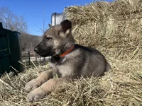 Lobo, a male German Shepherd Dog for sale in Edwards, MO – Photo 4 of 8