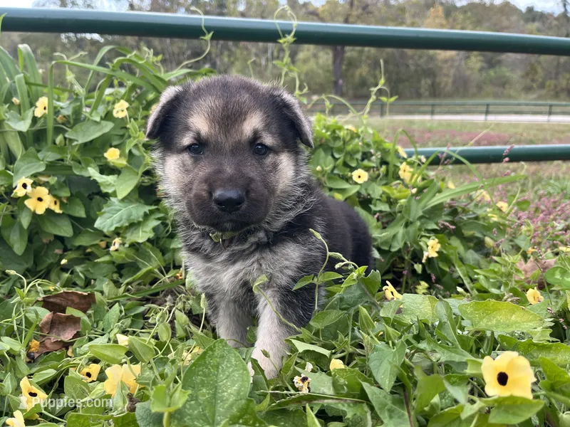 Amethyst  – German Shepherd Dog puppy for sale in Edwards, MO