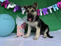 Daisy, a female German Shepherd Dog for sale in Edwards, MO – 2 of 6