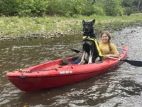 COMING SOON! Trained Deterrent Dog , a male German Shepherd Dog for sale in Edwards, MO – 5 of 10