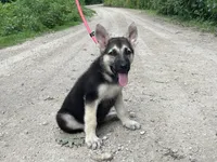 Meadow, a female German Shepherd Dog for sale in Edwards, MO – 1 of 10